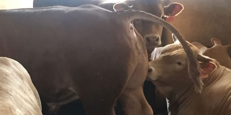 Bikovi-i-junice-500-600-kg-za-klanje